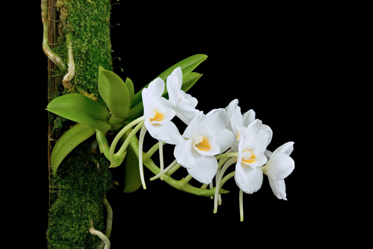 Орхидея Amesiella philippinensis