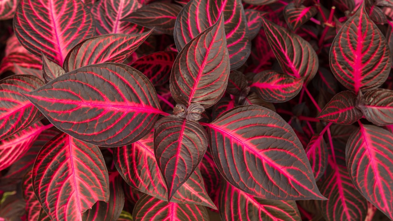 Цветок ирезине Линдена