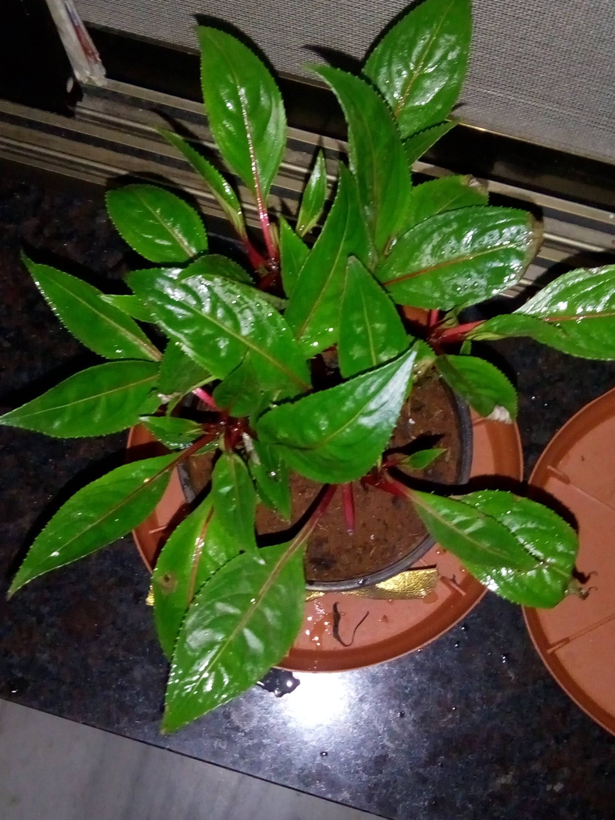 Комнатный цветок с красным стеблем