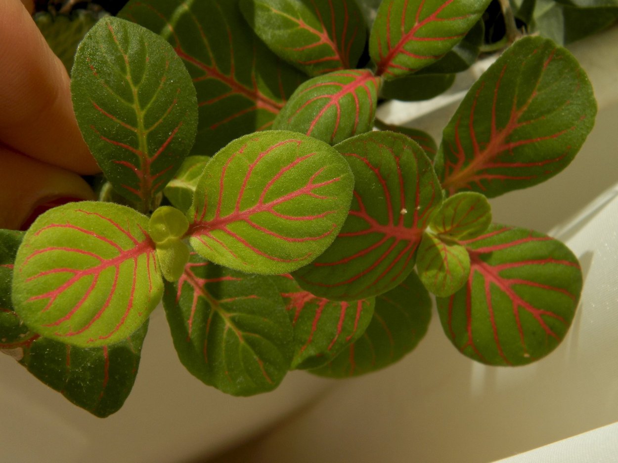 Фиттония Skeleton