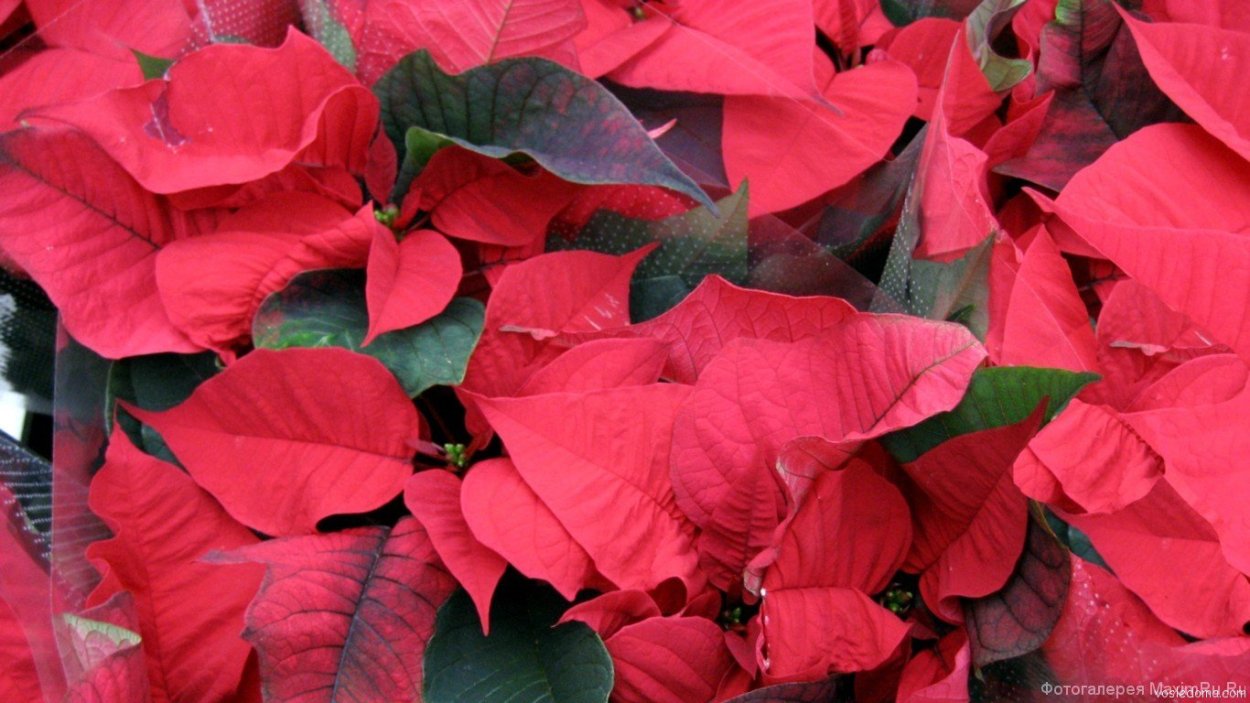 Лист красного цвета