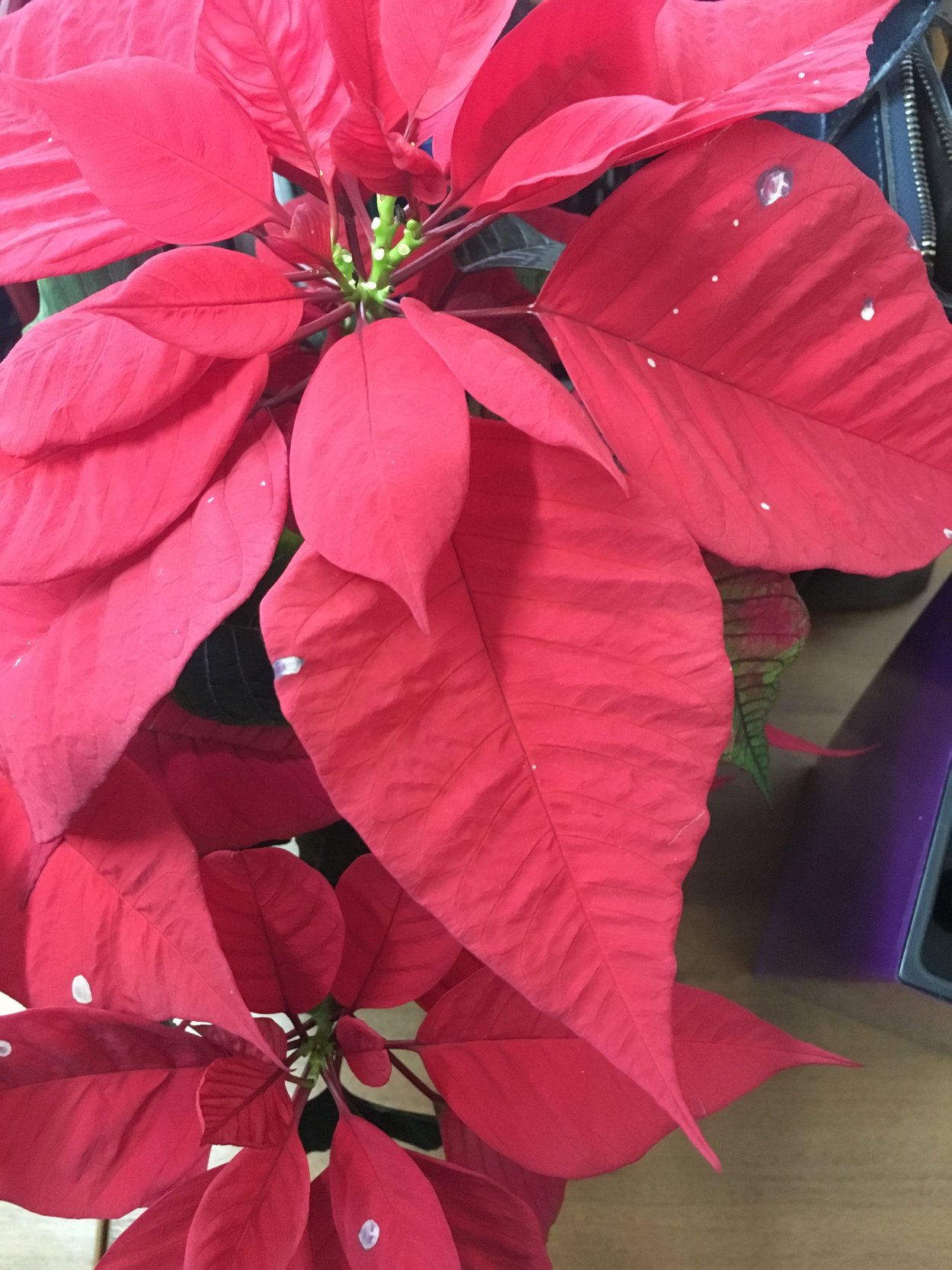 Пуансеттия Euphorbia pulcherrima