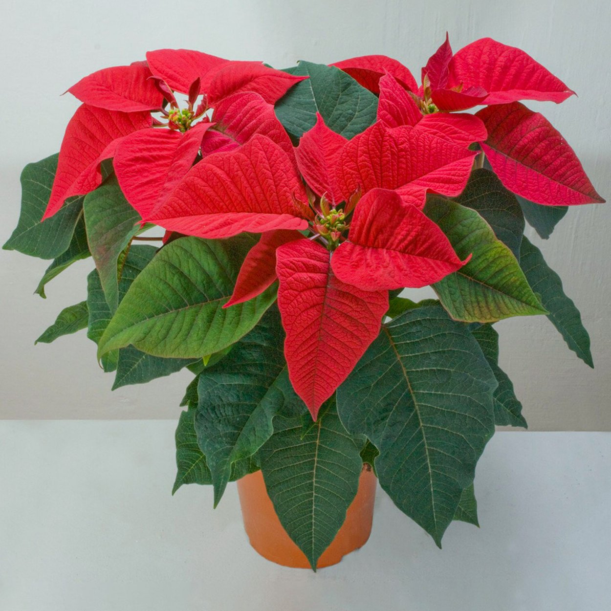 Пуансеттия Euphorbia pulcherrima