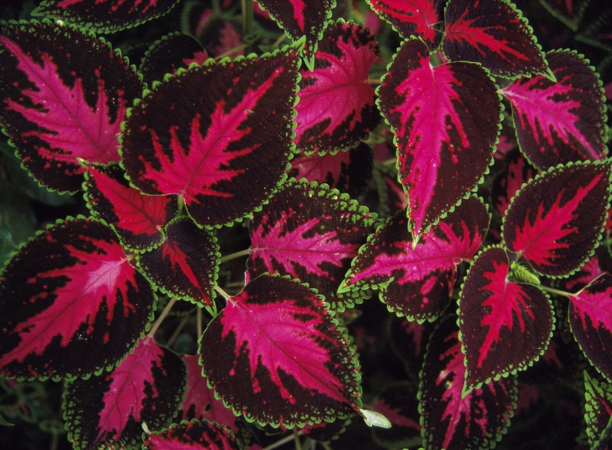 Колеус verschaffeltii.