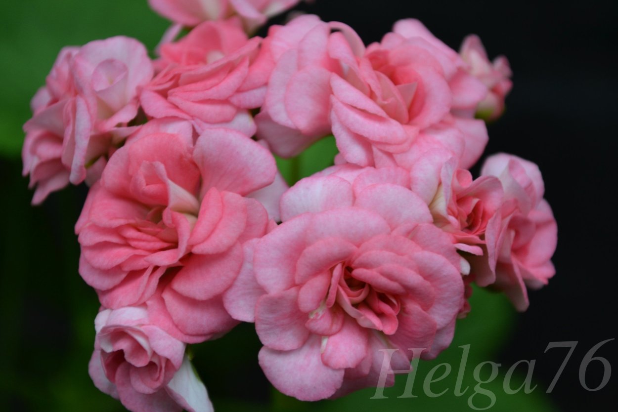 Герань Grainger's Antique Rose