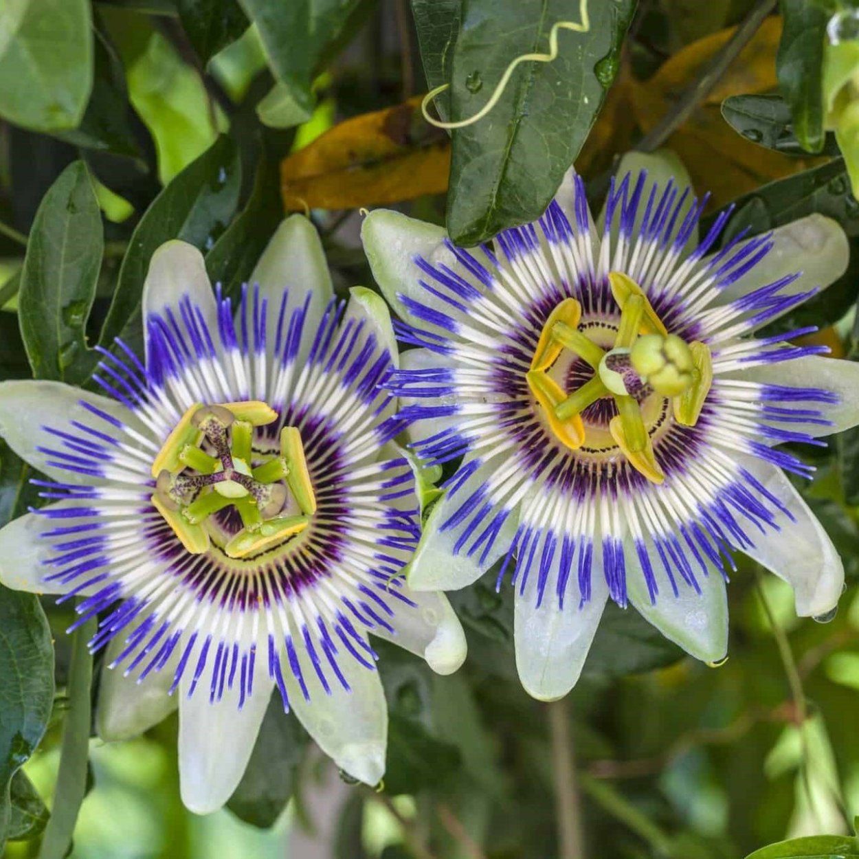 Цветок кавалерская звезда пассифлора