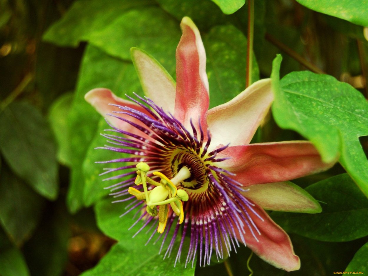 Тропические цветы пассифлора