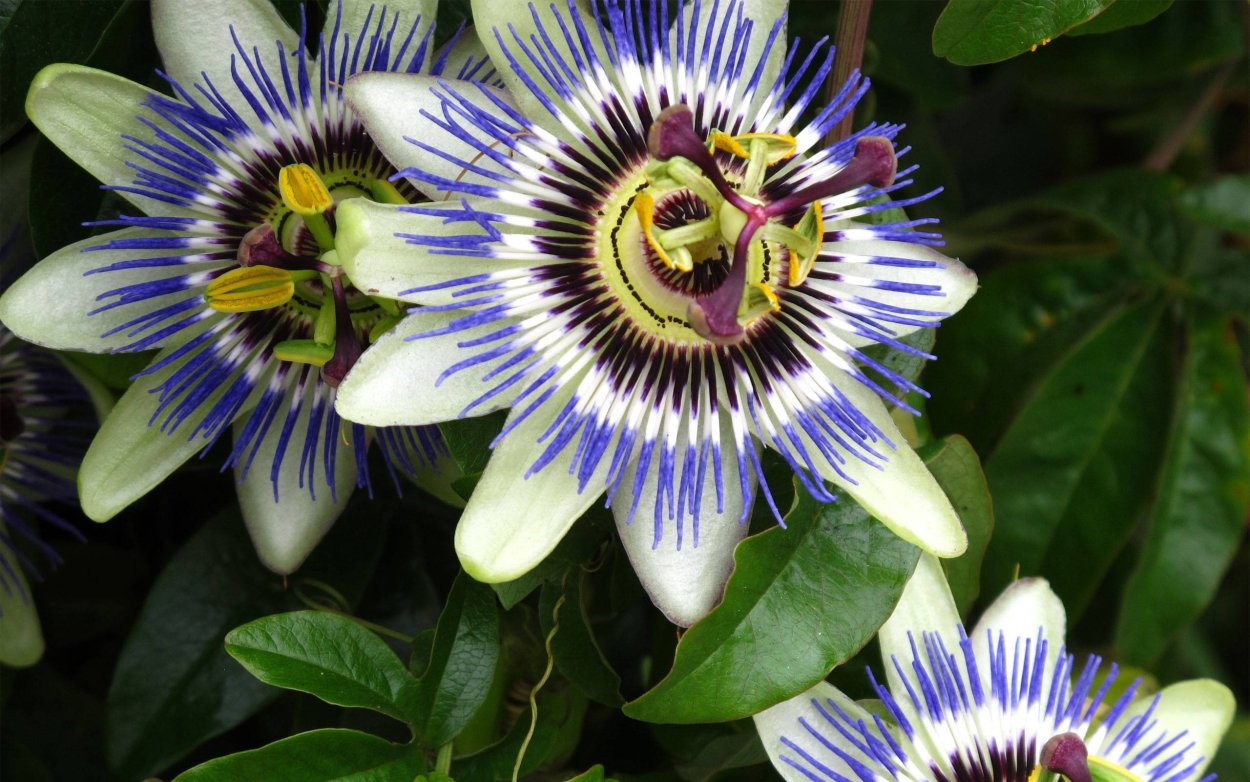 Пассифлора растение