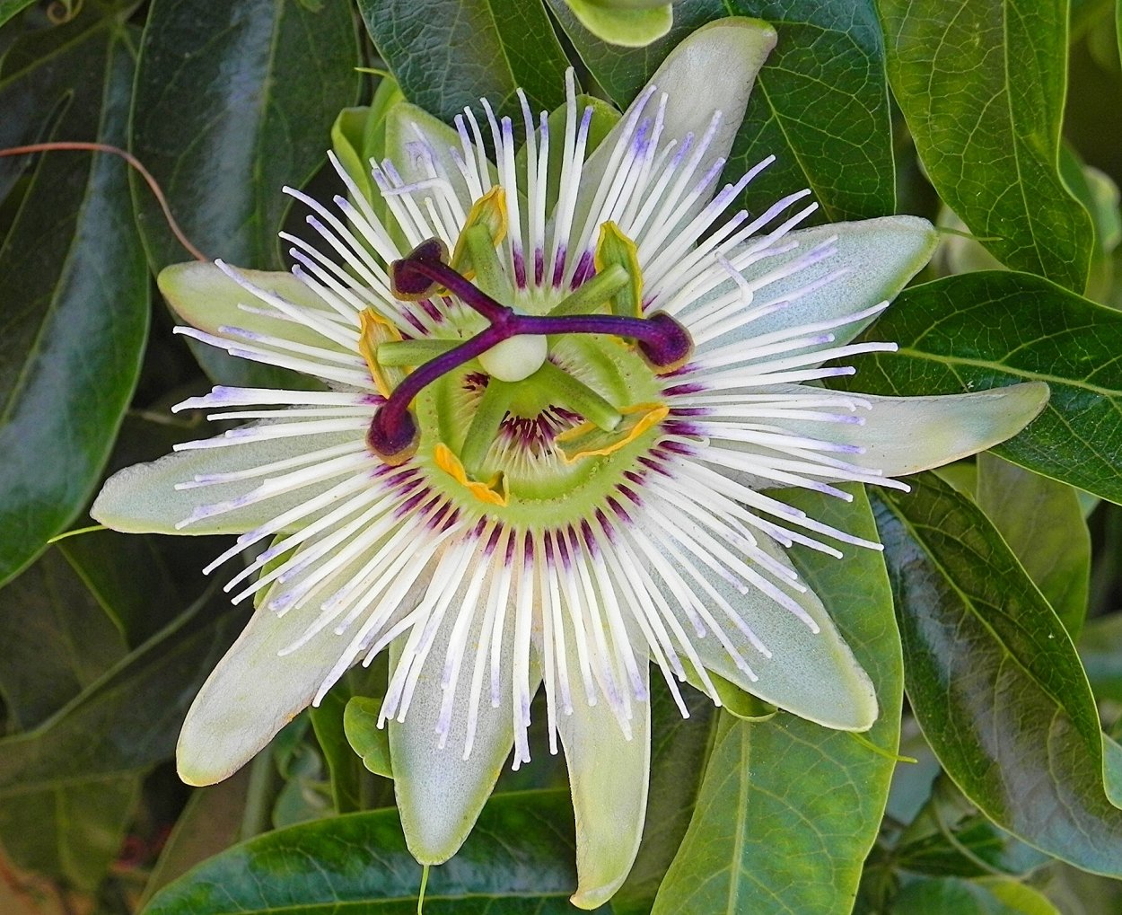 Цветок кавалерская звезда пассифлора
