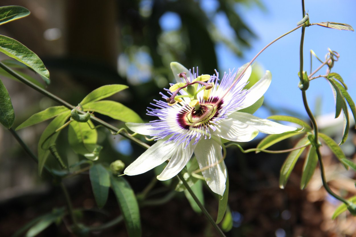 Цветы экзотические Сочи