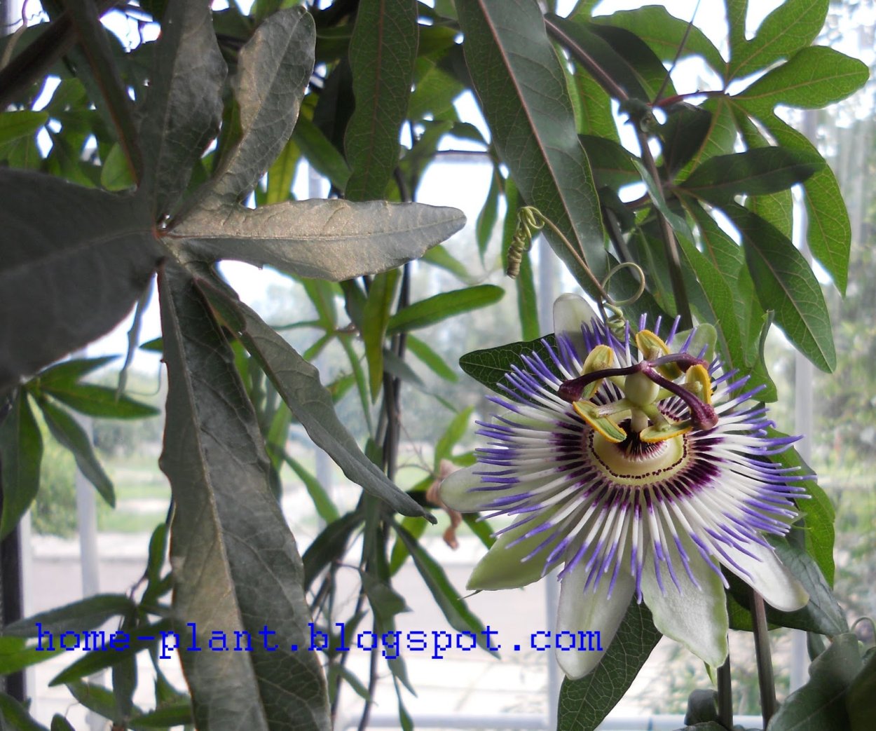 Пассифлора кавалерская звезда формирование