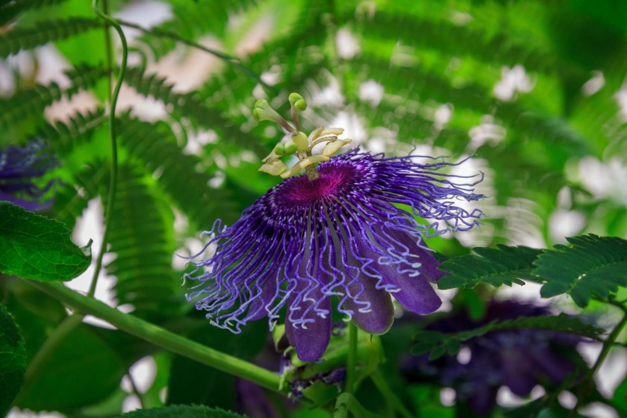 Маракуйя Индига