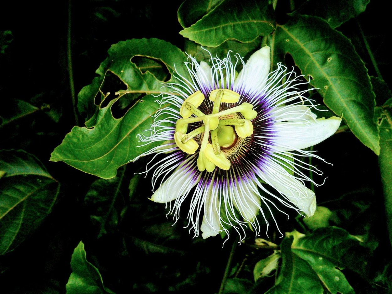 Пассифлора инкарната Северная маракуйя Лиана