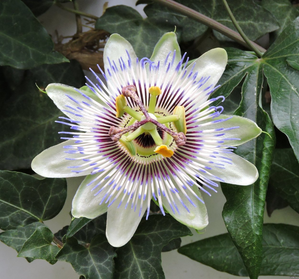 Маракуйя пассифлора