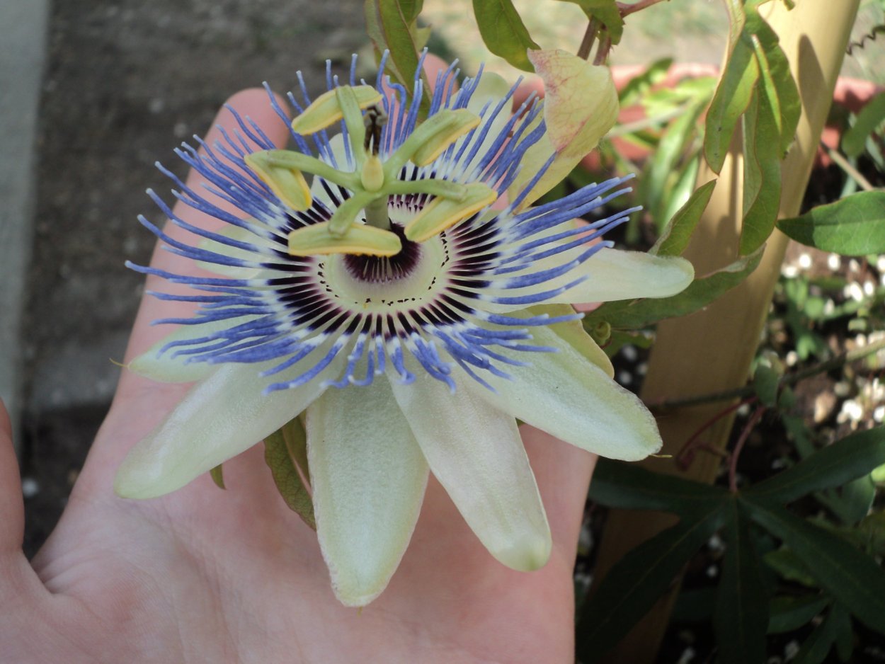 Пассифлора Кавалерийская звезда