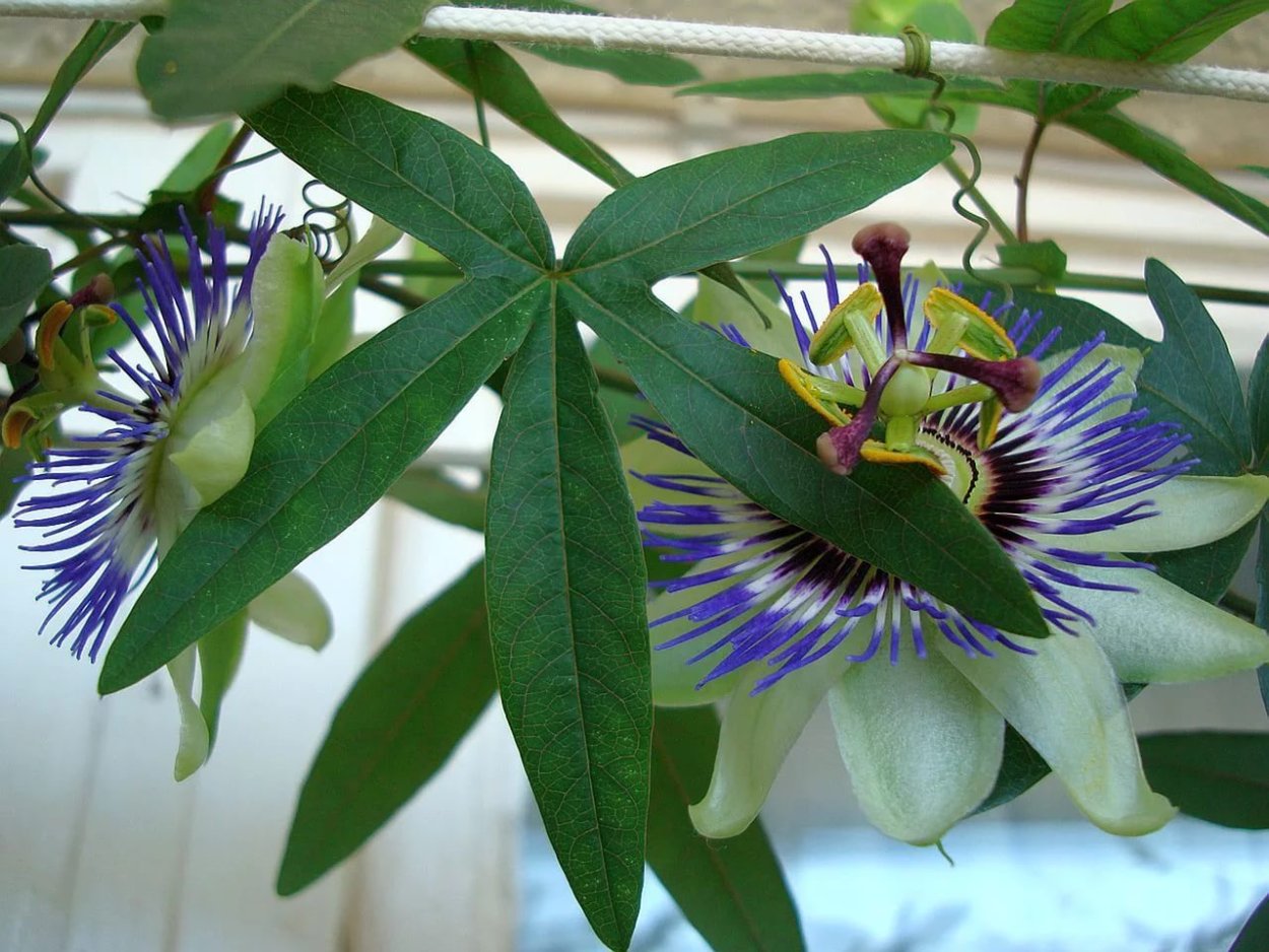 Пассифлора съедобная маэстро