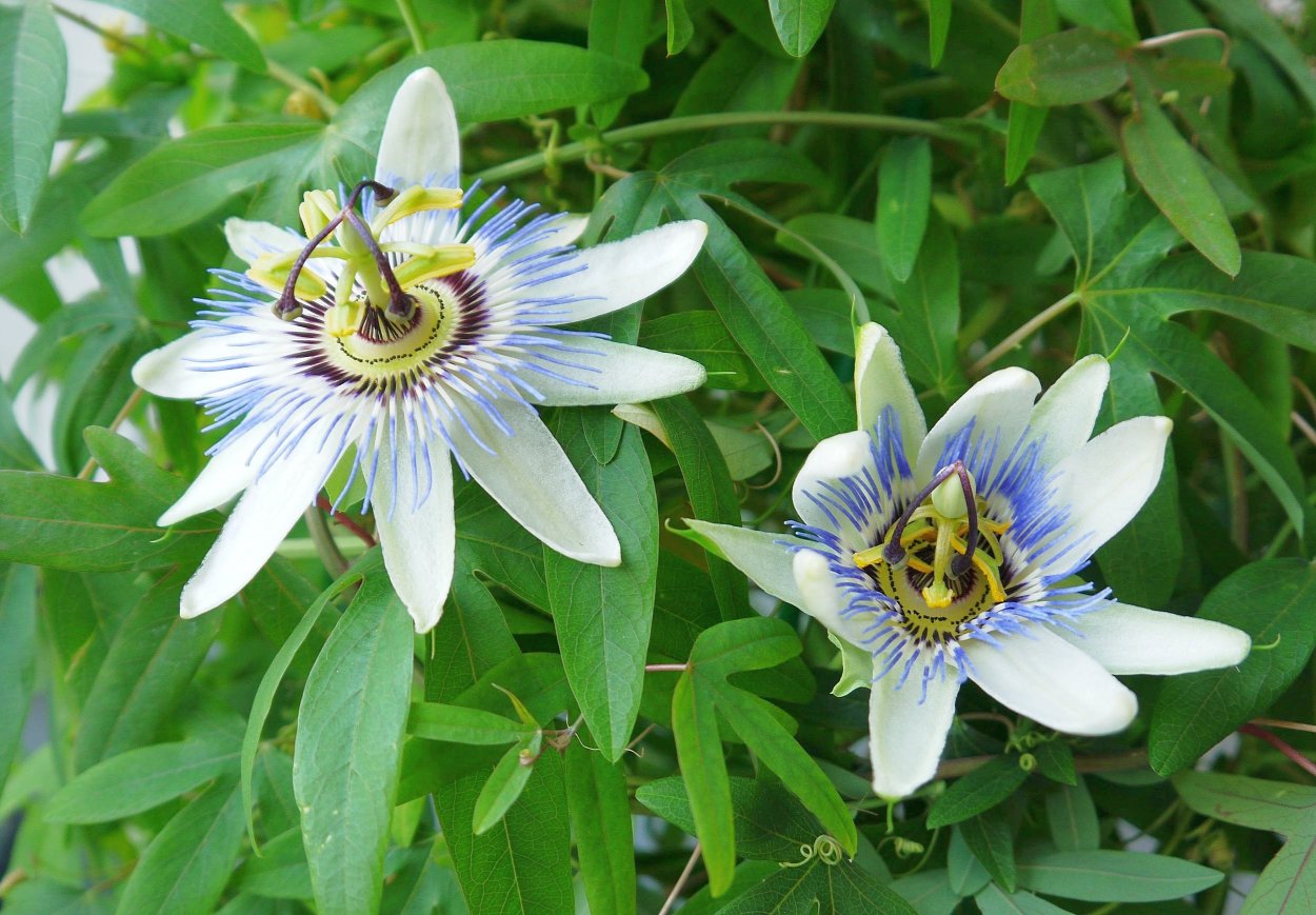 Цветы на Венеры 21