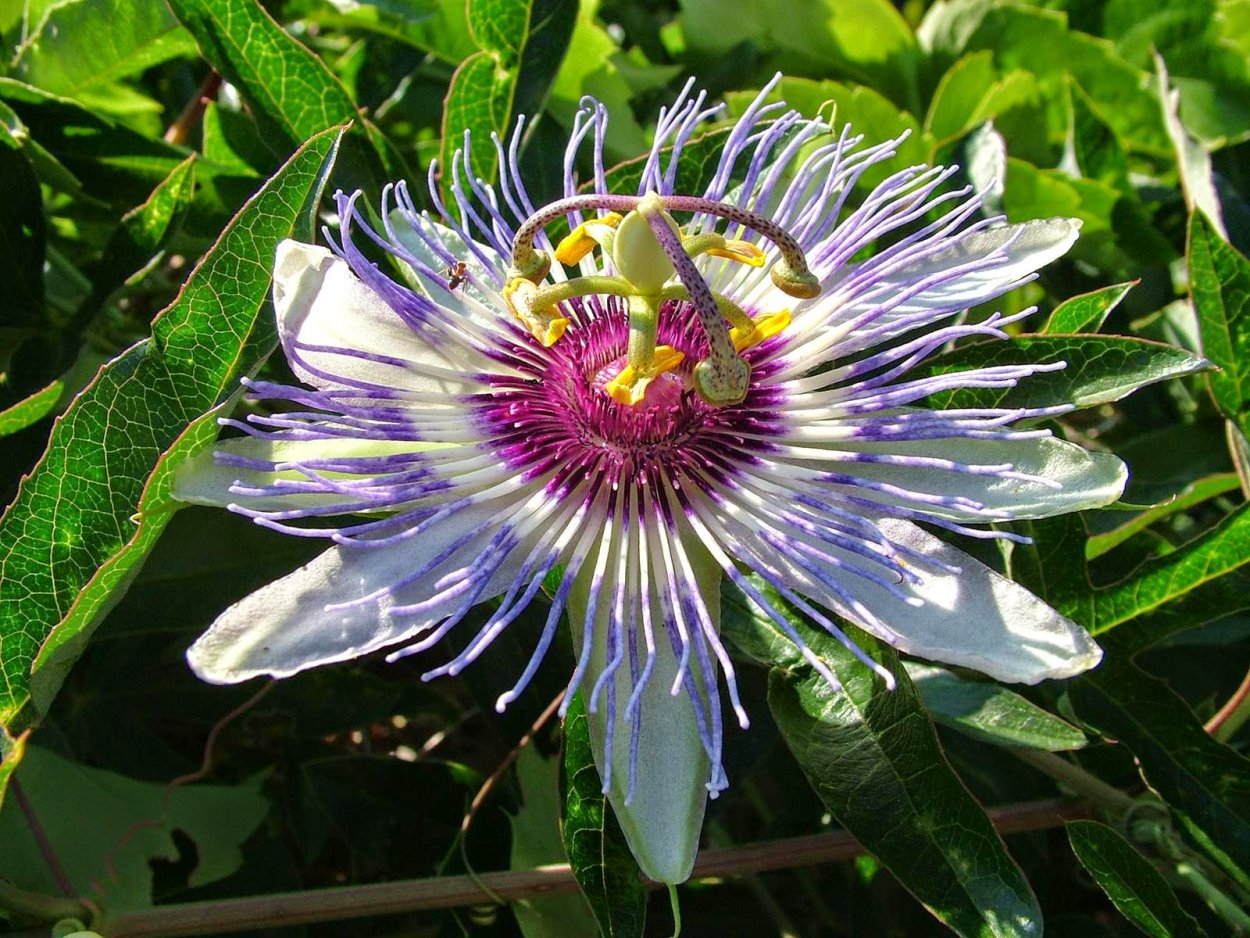Пассифлора (страстоцвет) Passíflōra