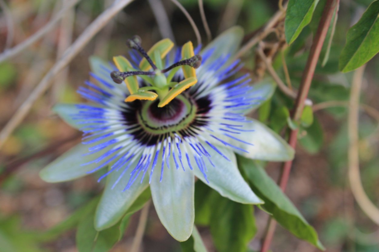 Пассифлора Бразилия