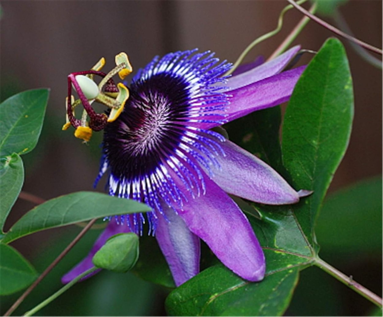 Калифорнийская звезда цветок фото