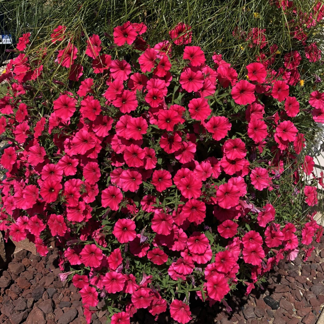 Петуния Supertunia Vista