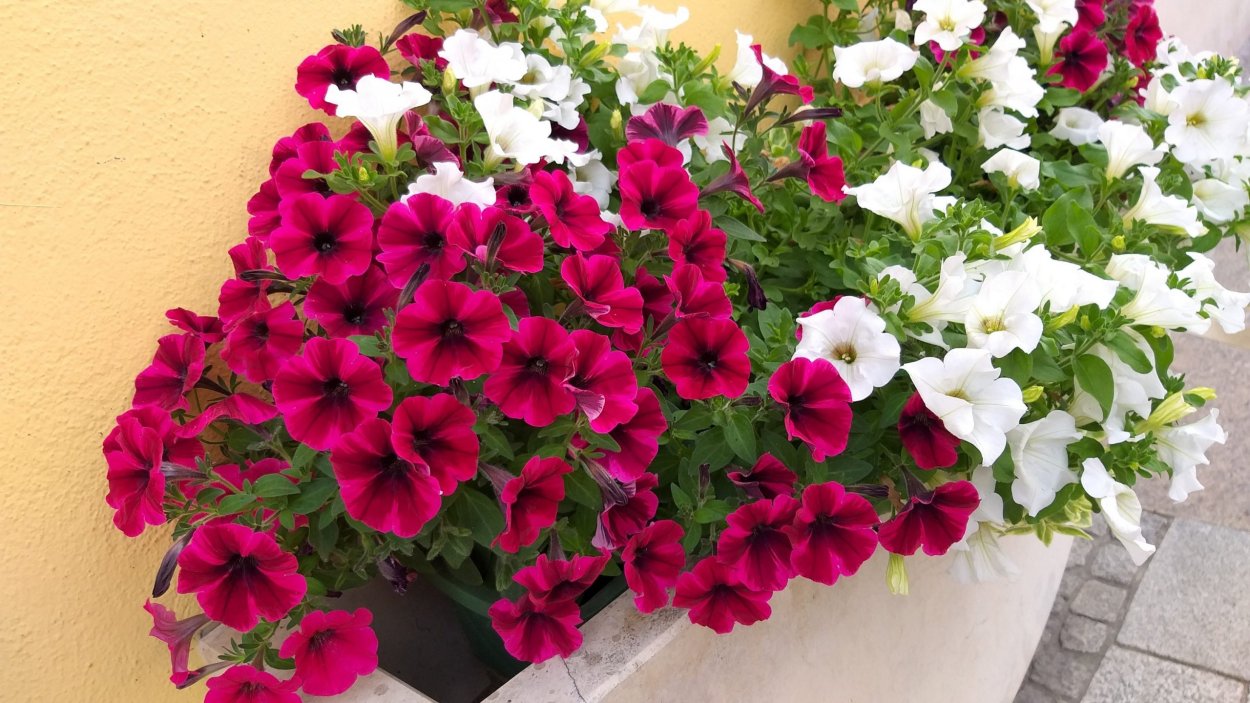 Петуния Фалькон Бургундия