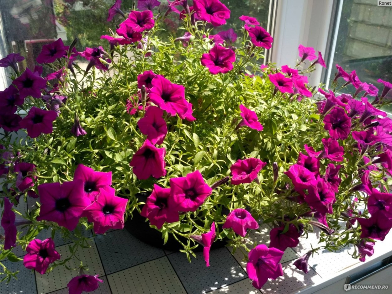 Петуния Hippychick Violet