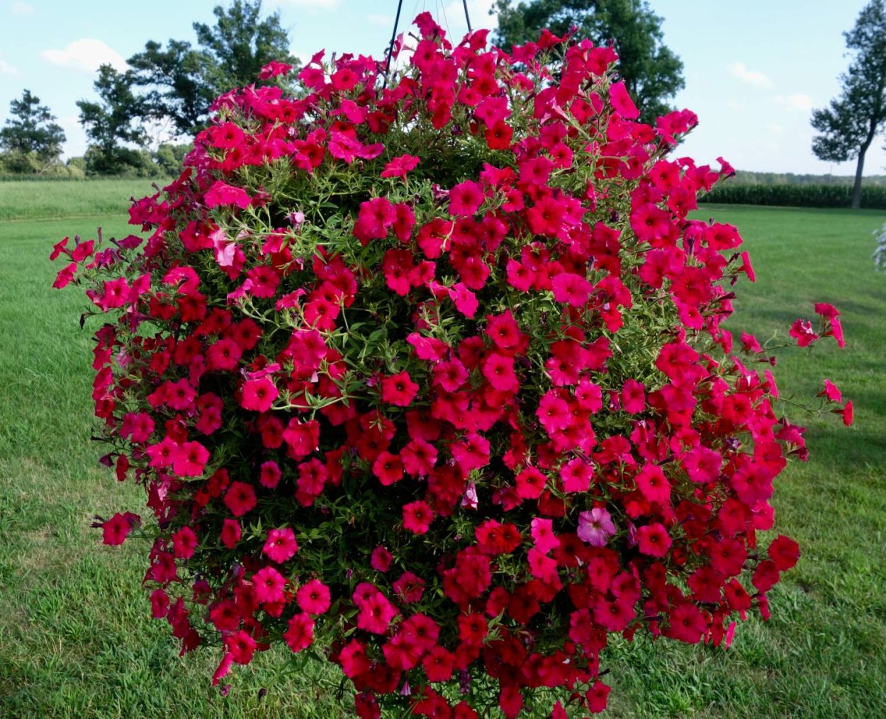 Петуния Vista Paradise