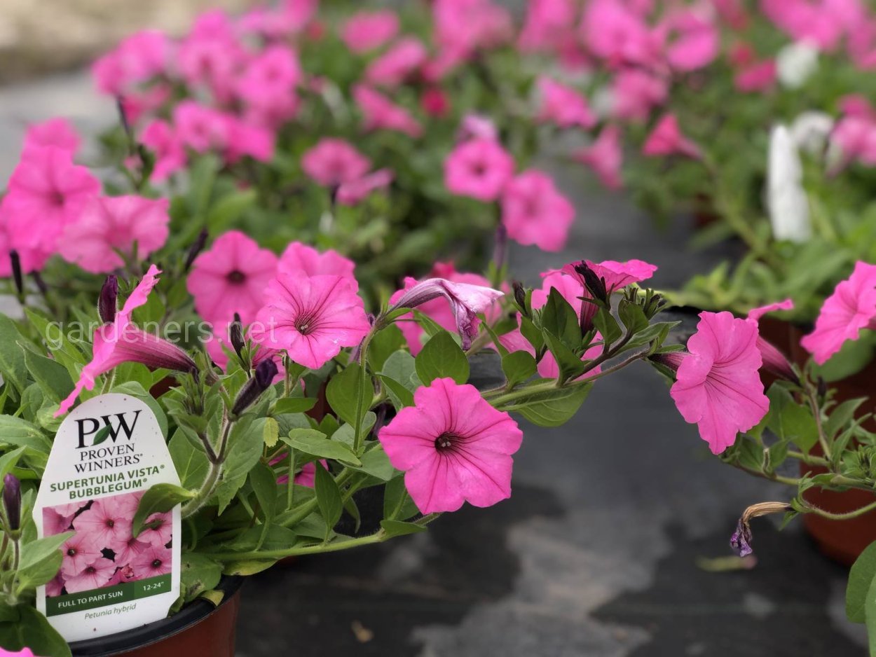 Супертуния Плам Вейн