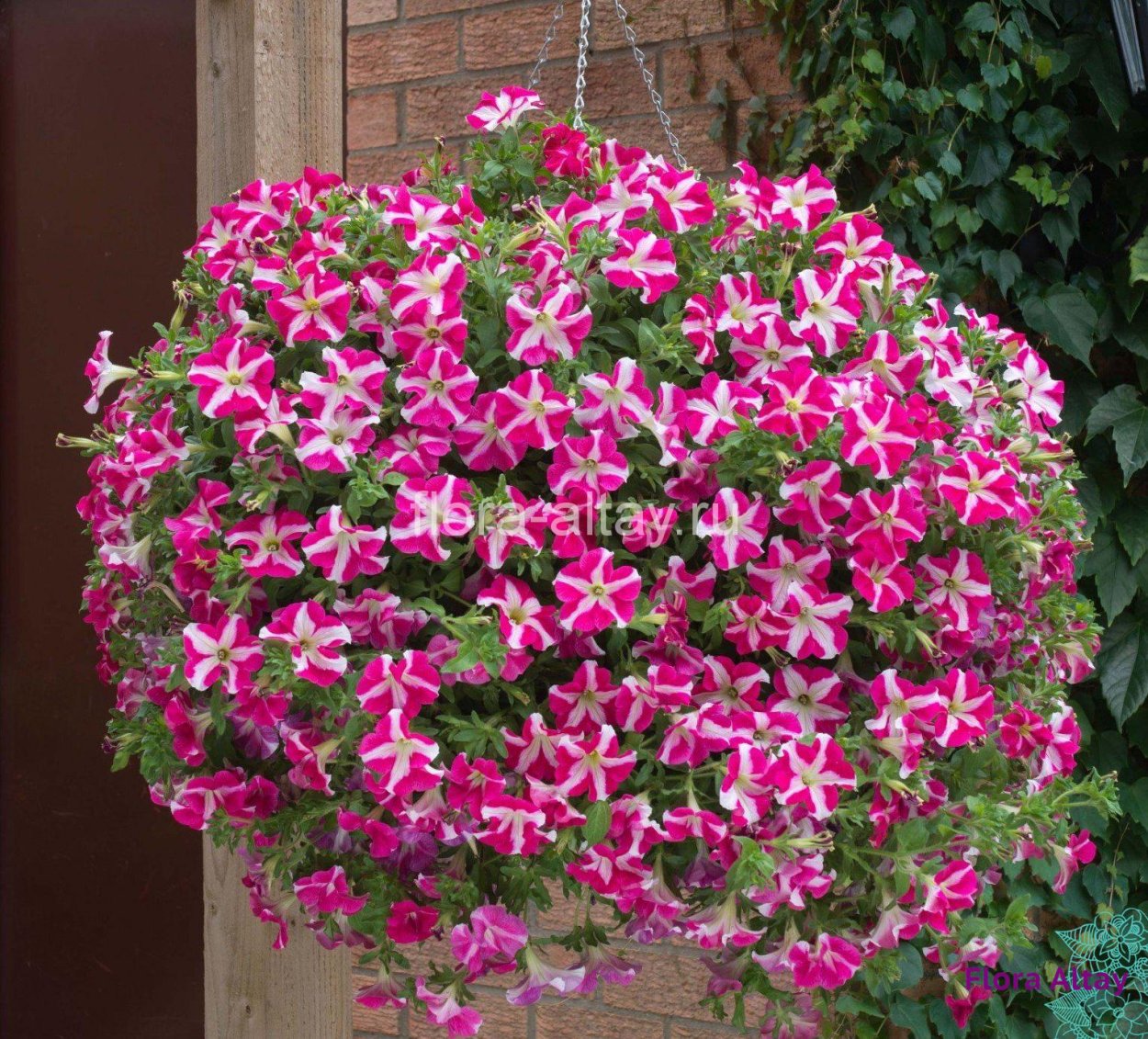 Петуния миллифлора Пикобелла