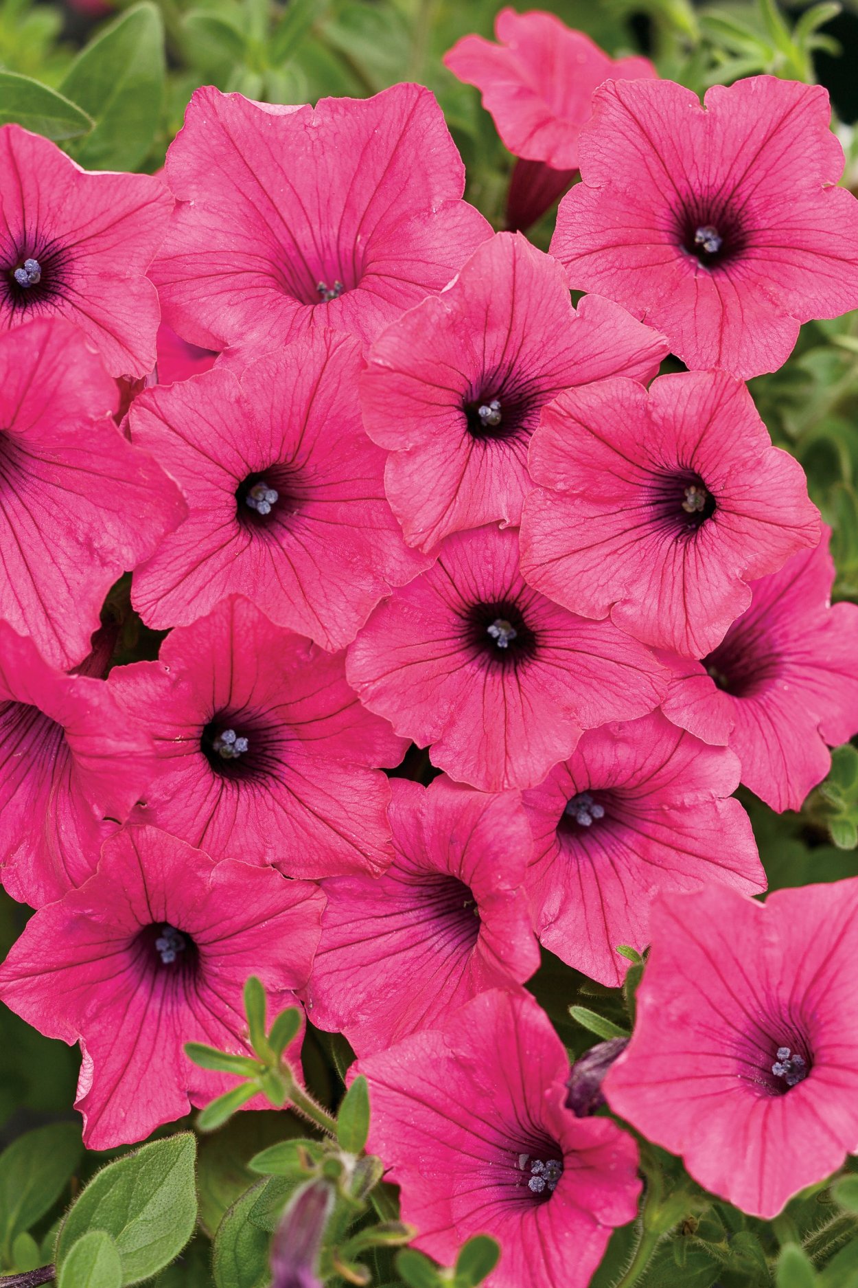 Петуния Виста фуксия