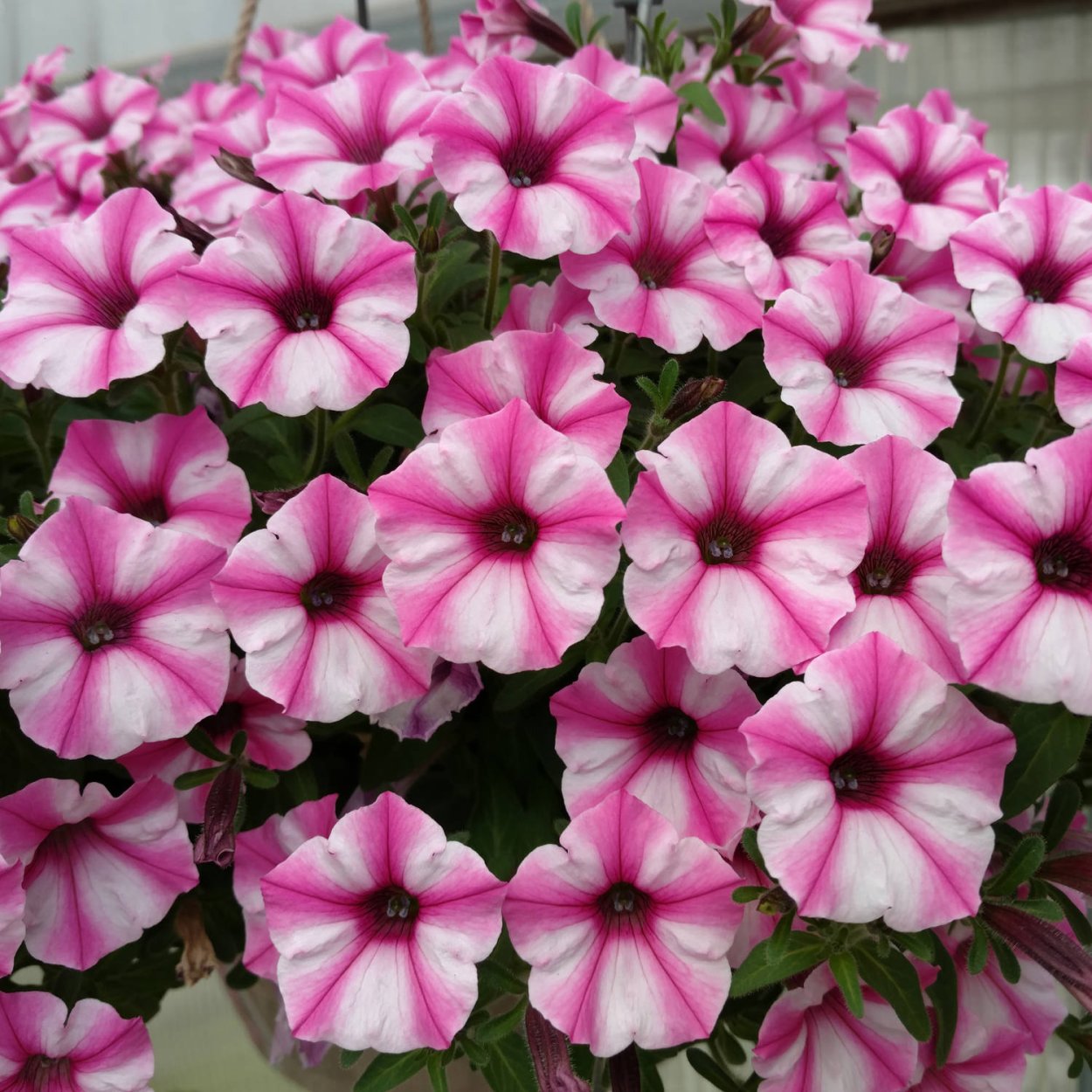 Петуния Supertunia Pink Star