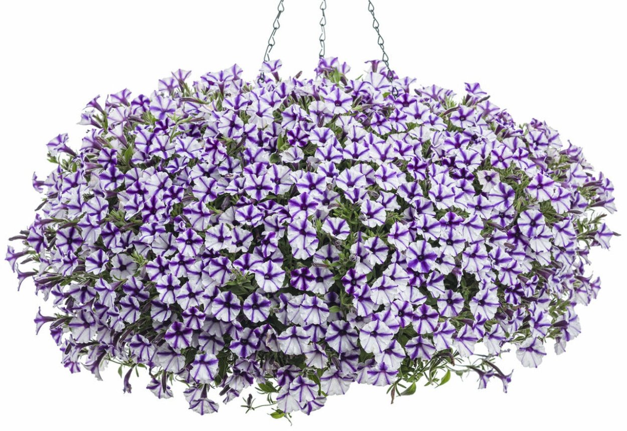 Петуния Supertunia Violet Star Charm
