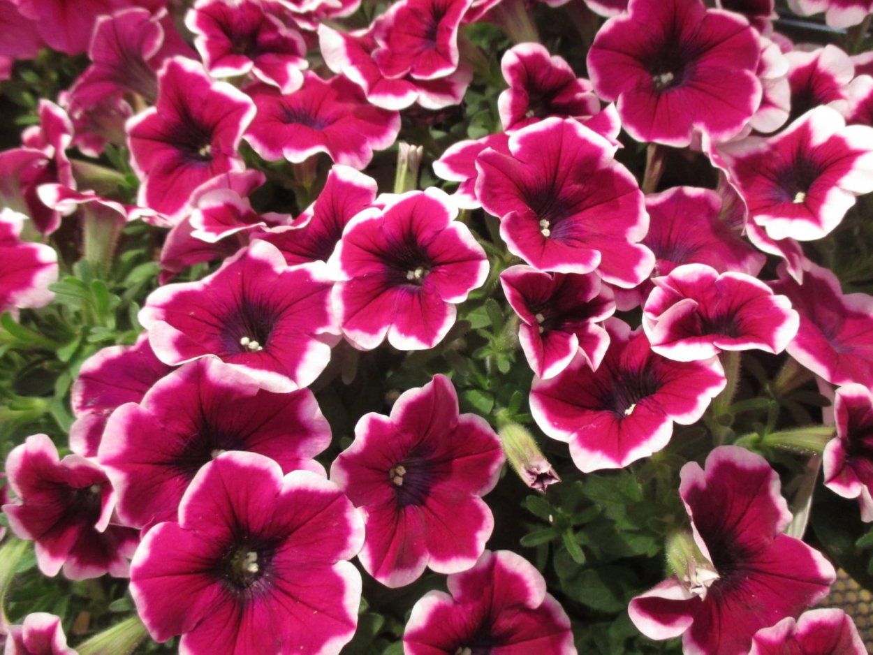 Петуния Crazytunia Razzmatazz