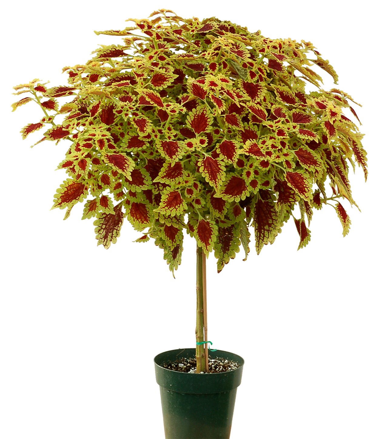 Колеус дерево