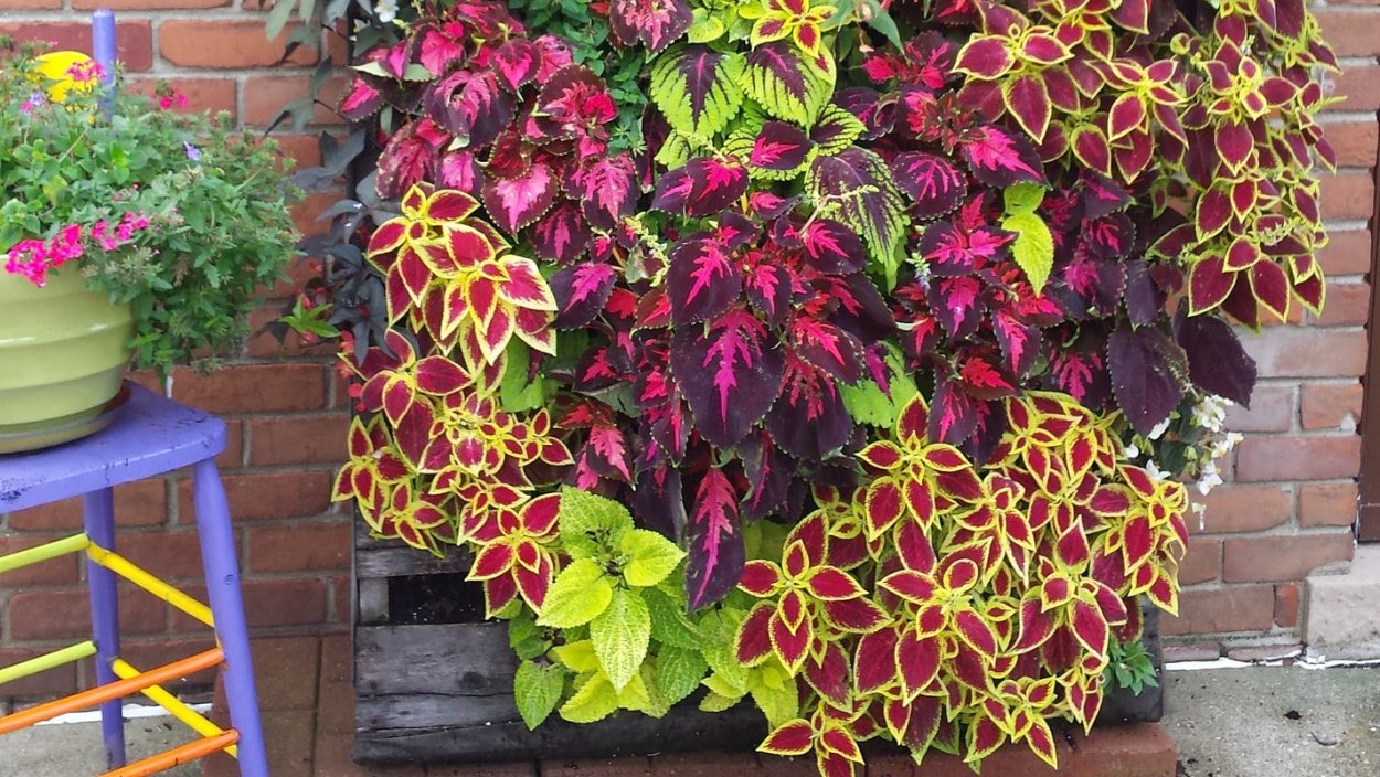 Колеус дерево