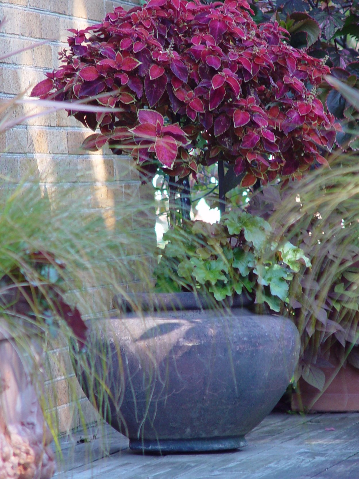 Колеус на штамбе