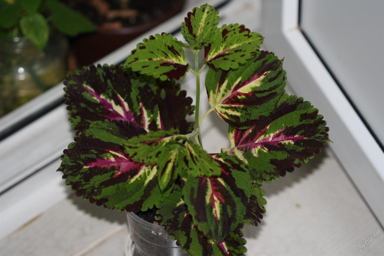 Колеус ампельный