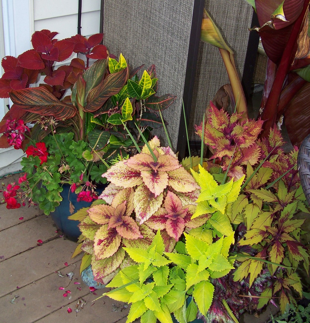 Колеус на штамбе