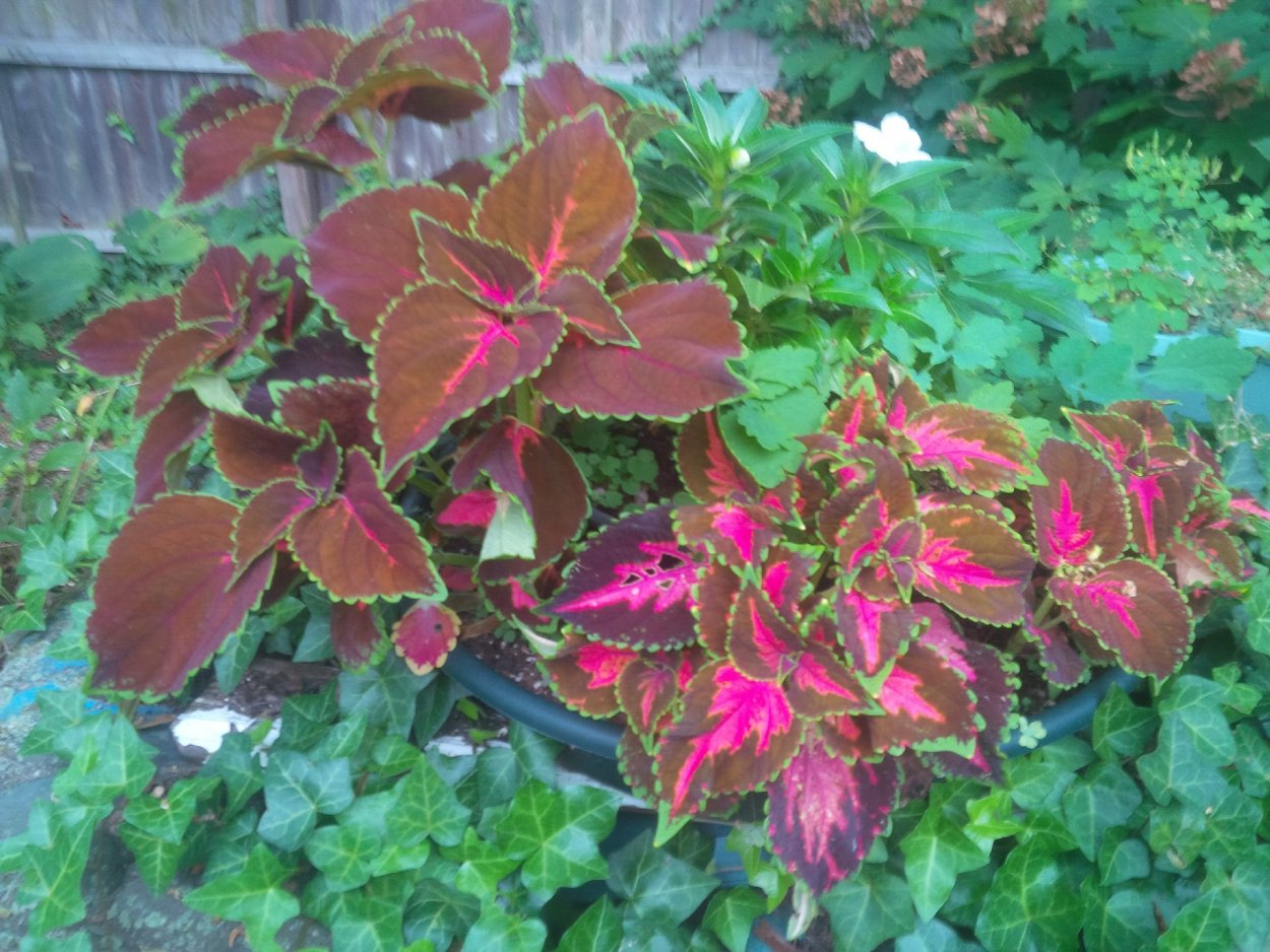 Колеус ягода малина