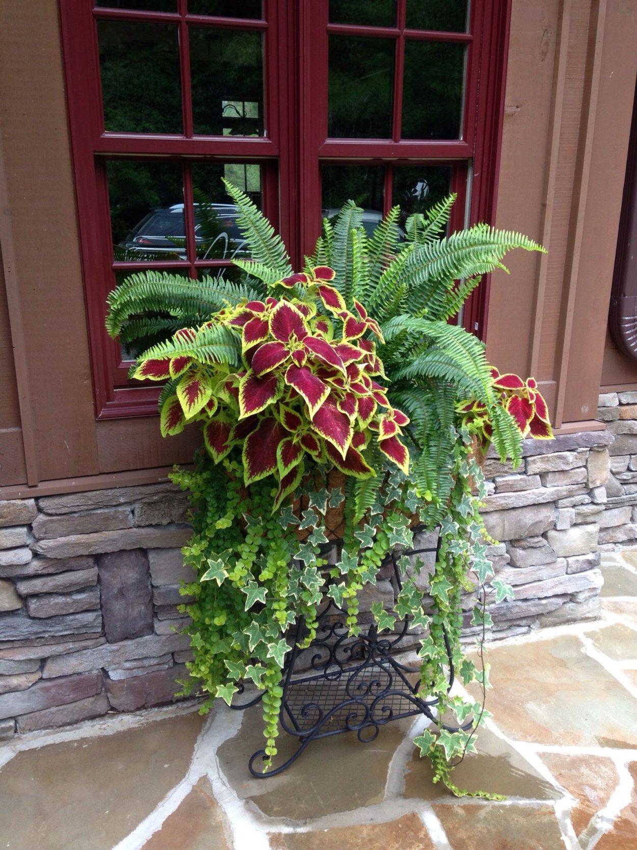 Плющ дихондра колеус