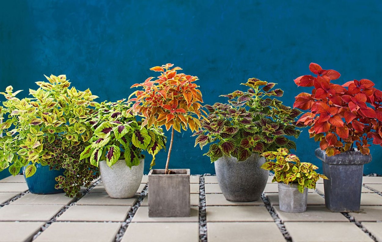 Колеус бонсай