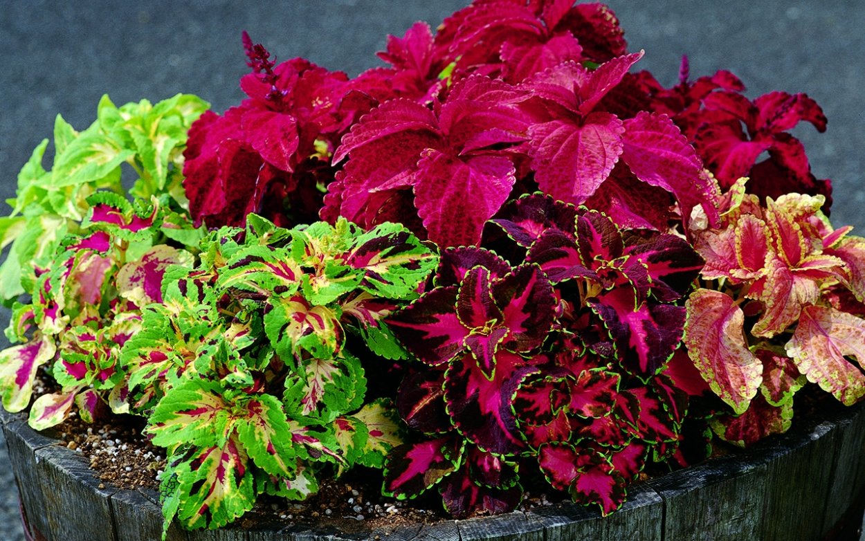 Колеус "СУПЕРФАЙН Рейнбоус" f1 Вулкано, 1 000 шт,