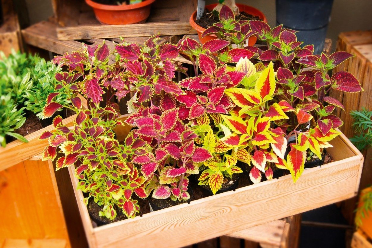 Колеус ампельный аламаре