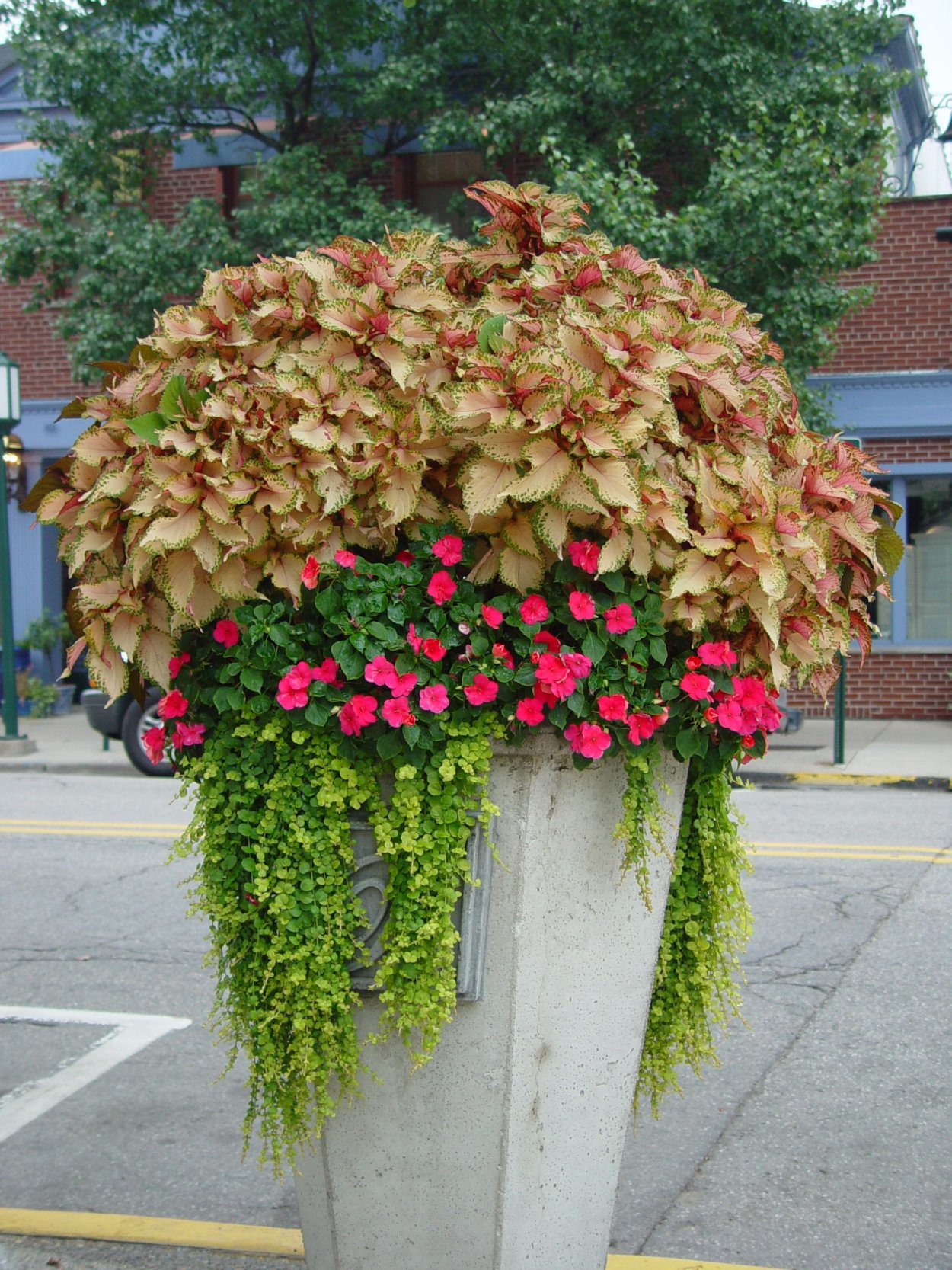 Дихондра с колеусом