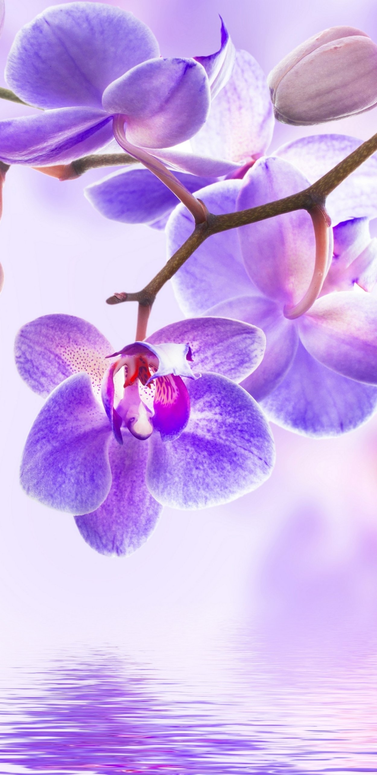 Орхидея вертикальная