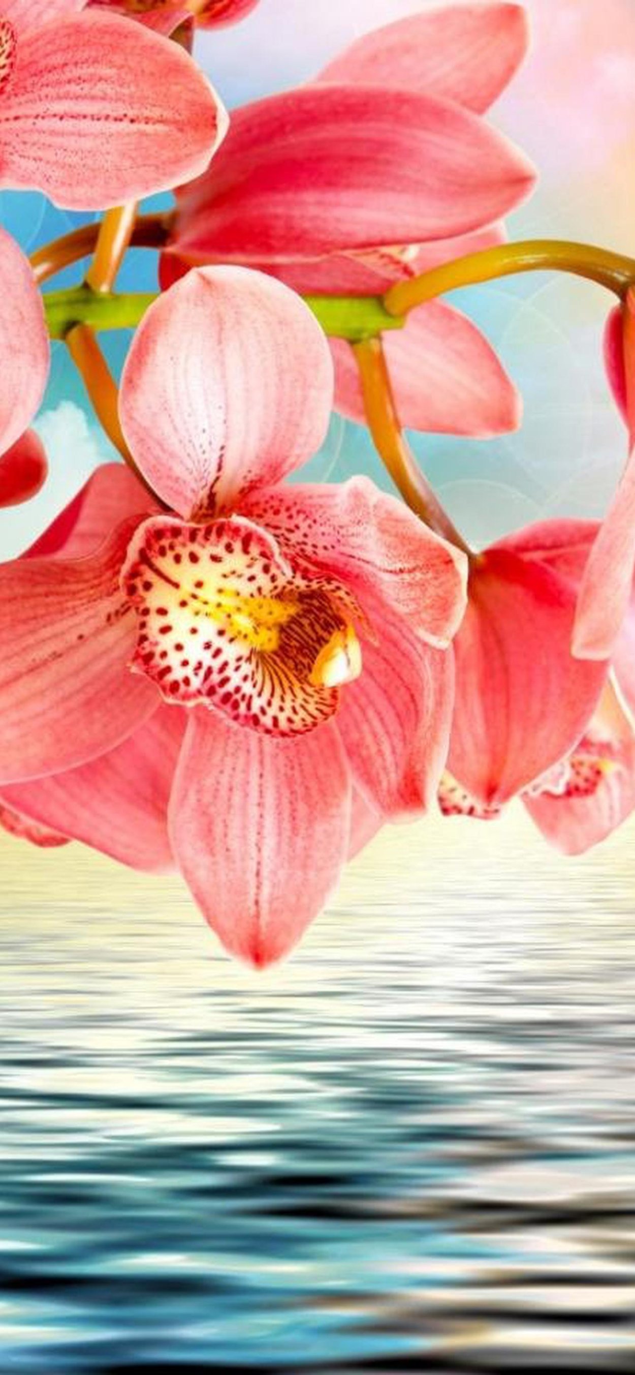 Орхидея над водой