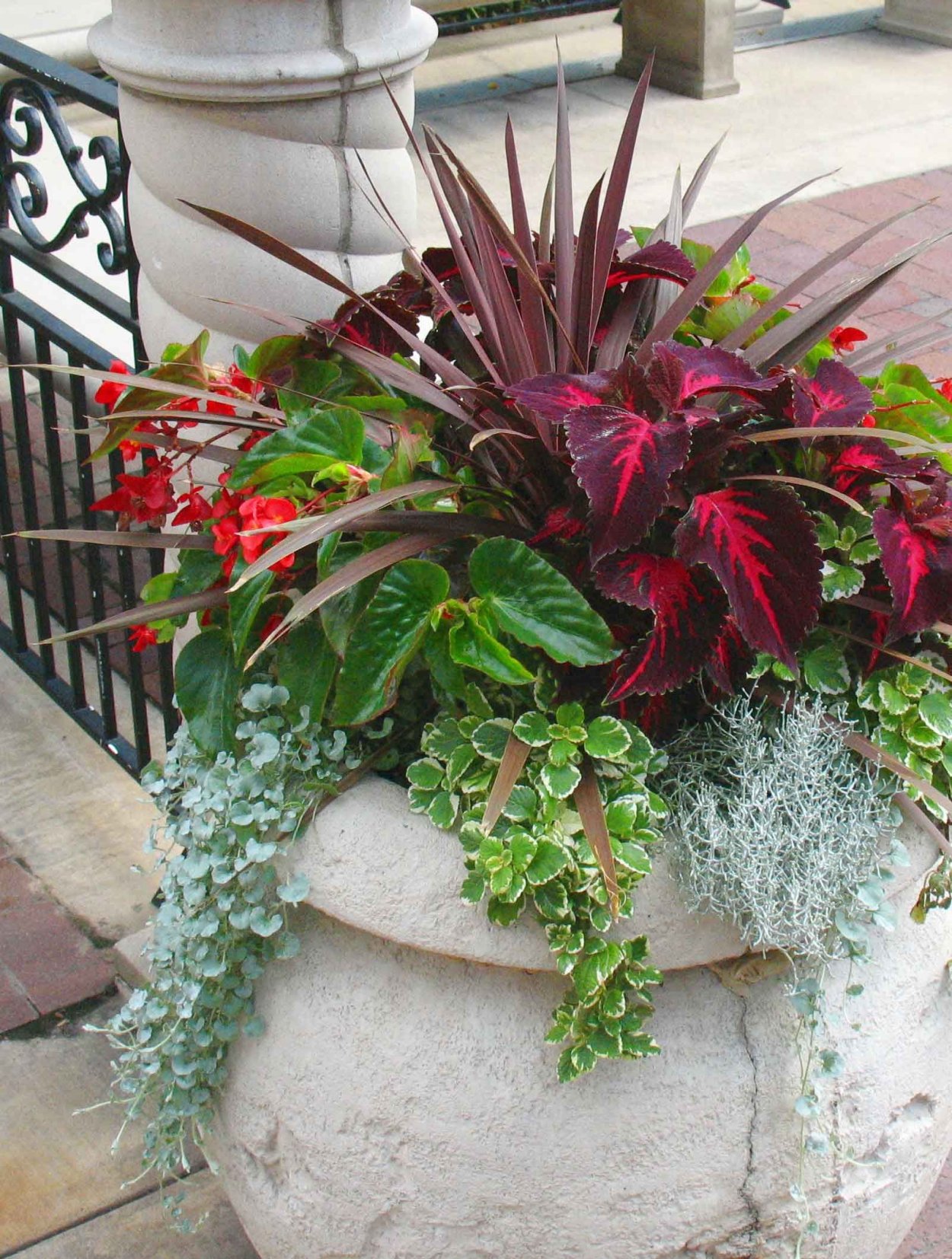 Колеус и бегония