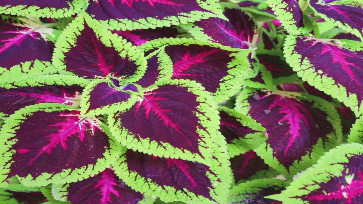 Колеус тропическое растение?