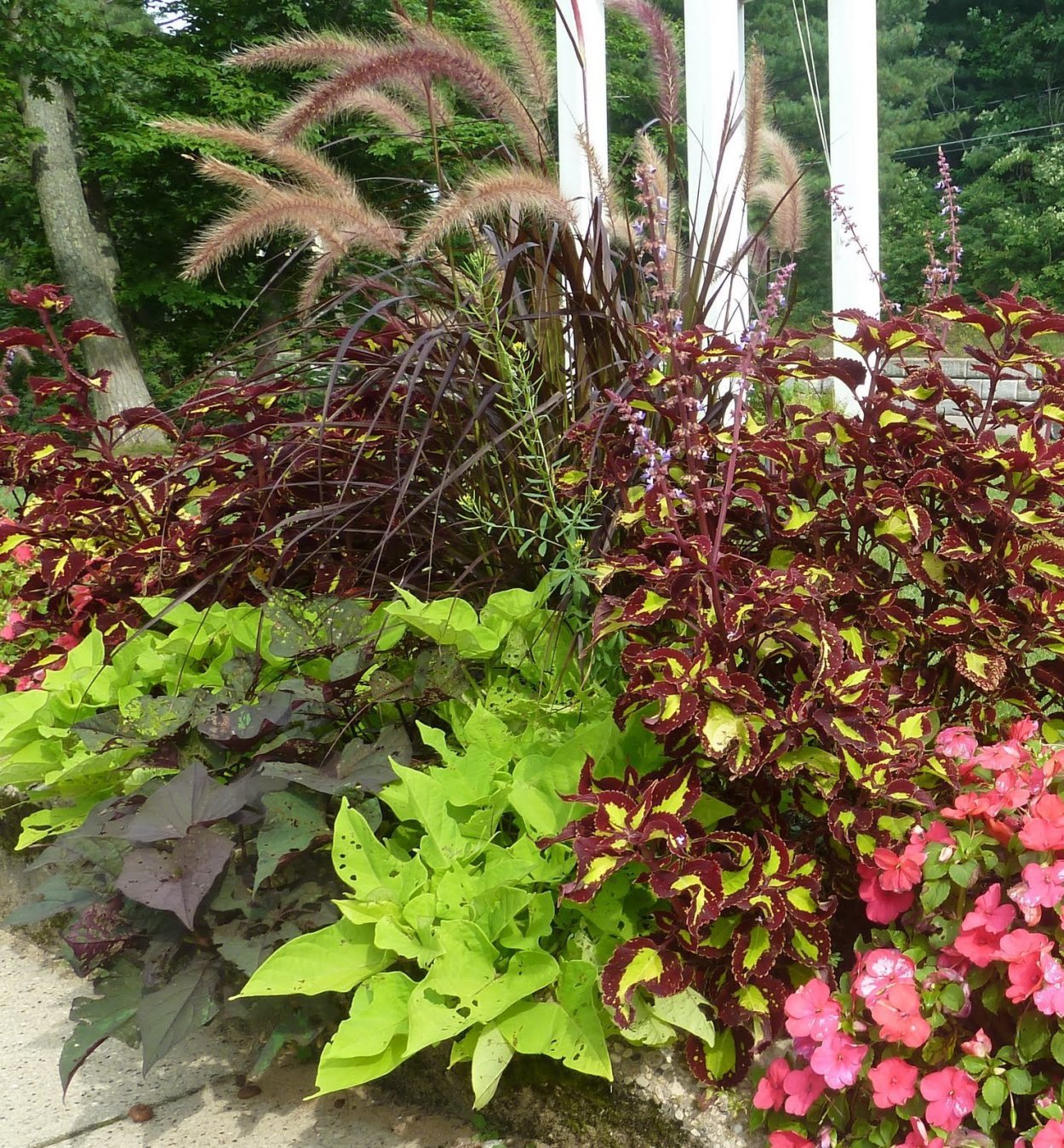 Колеус соседство